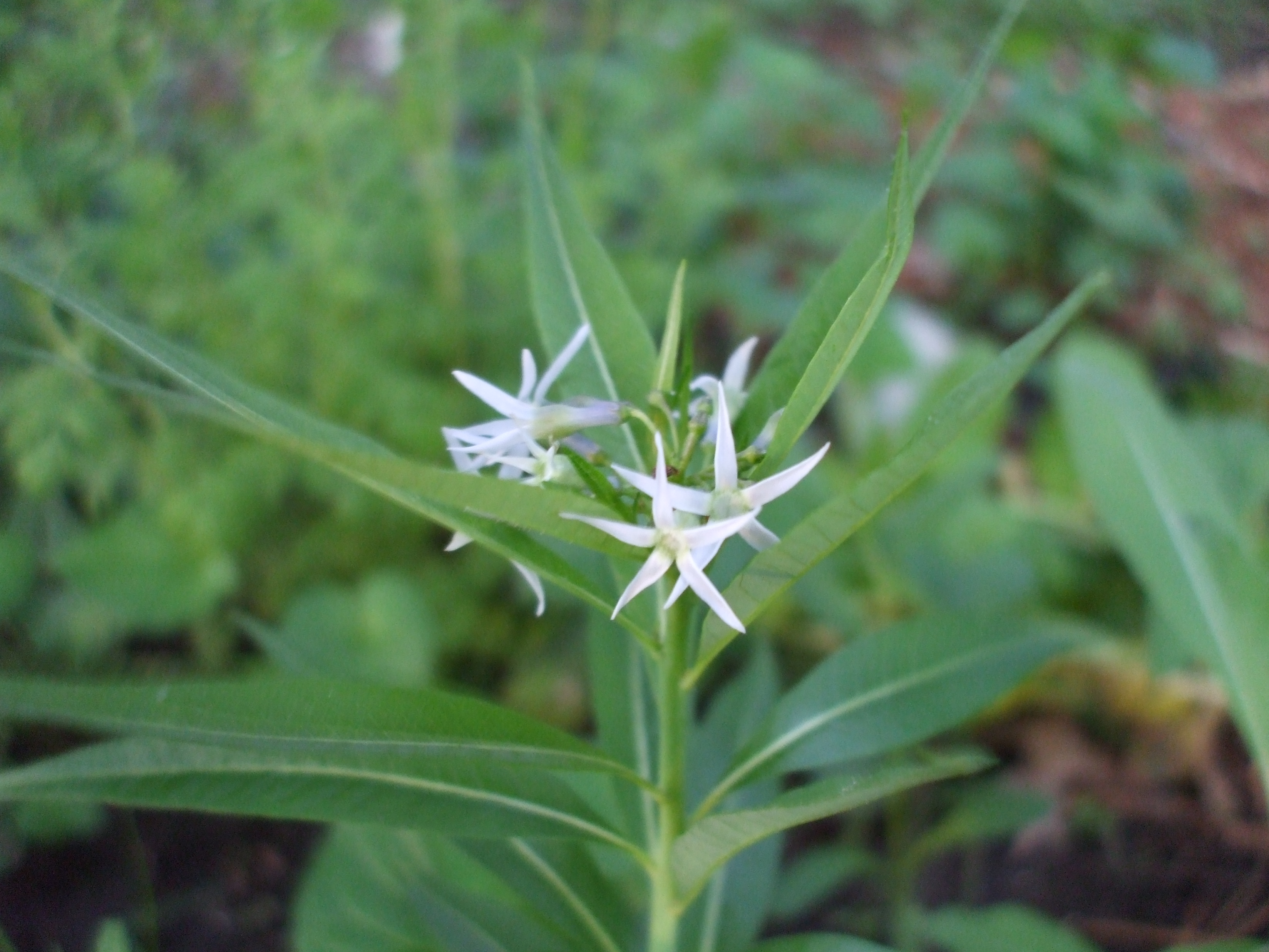 Amsonia illustris